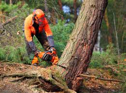 How Our Tree Care Process Works  in  Rural Hall, NC
