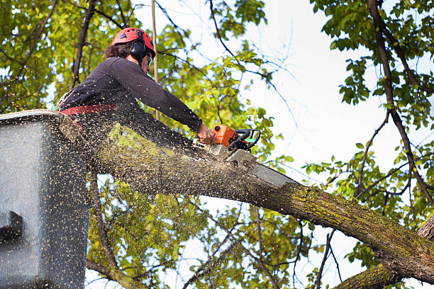 Professional Tree Care in Rural Hall, NC