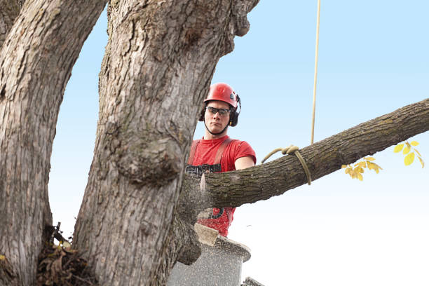 How Our Tree Care Process Works  in  Rural Hall, NC